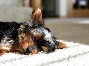 The Carpet Cleaners - Dog Asleep